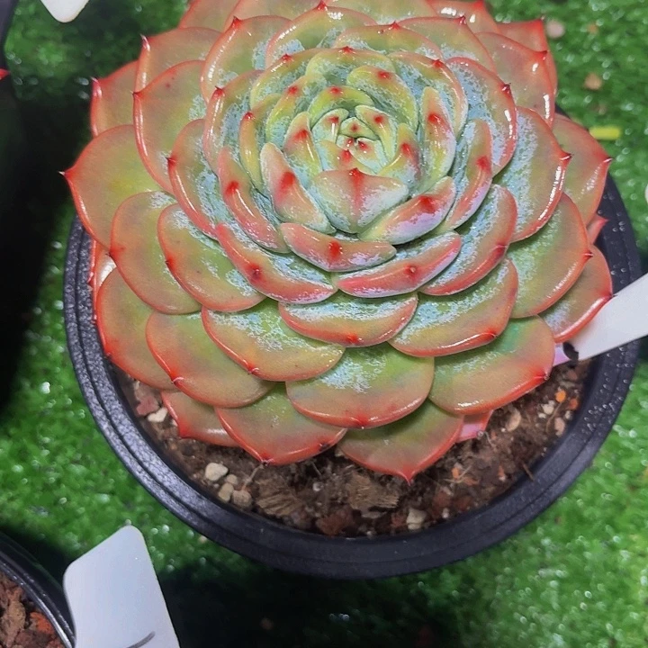 冰***霜丽娟花卉白拉糖单头