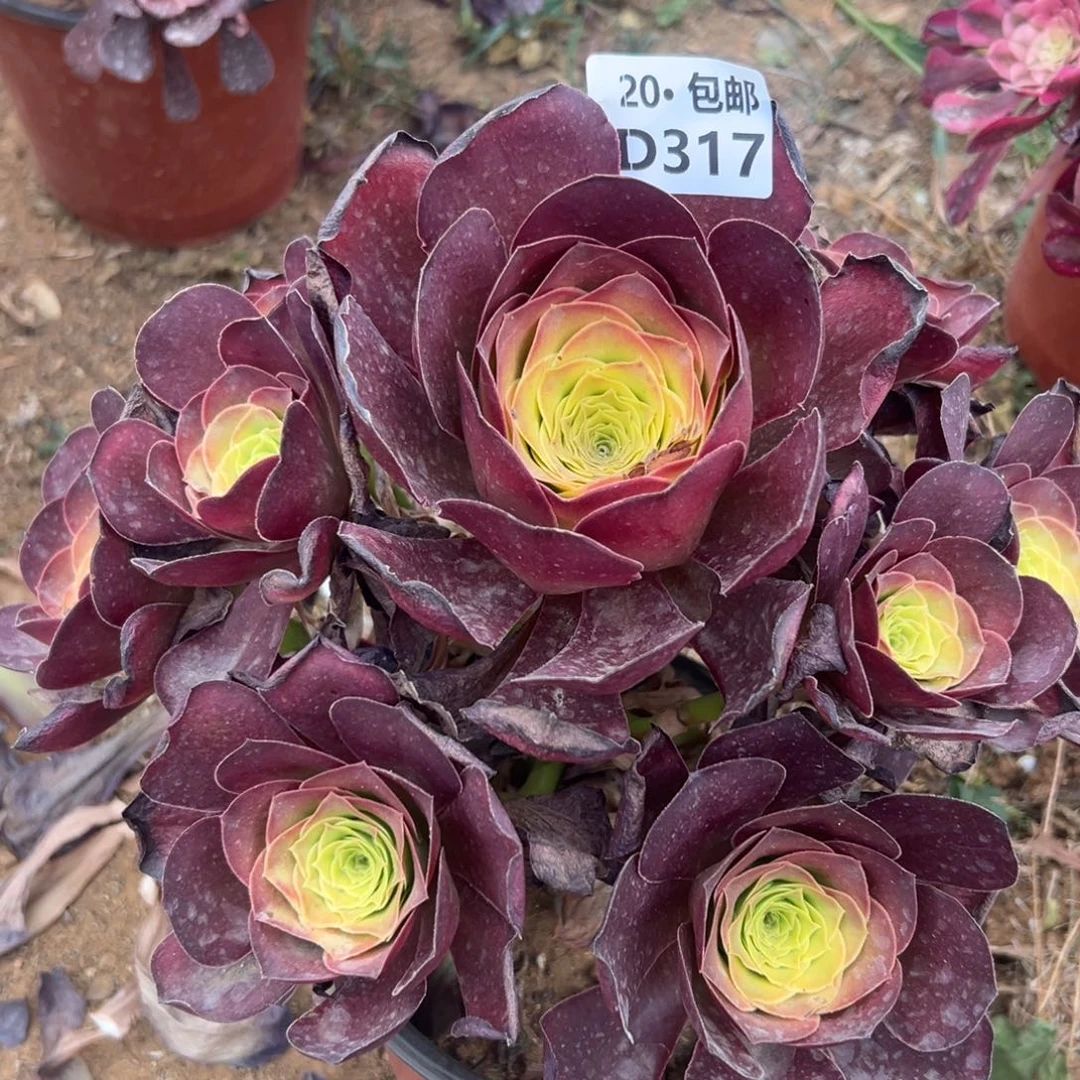 317魅金，满20包邮，