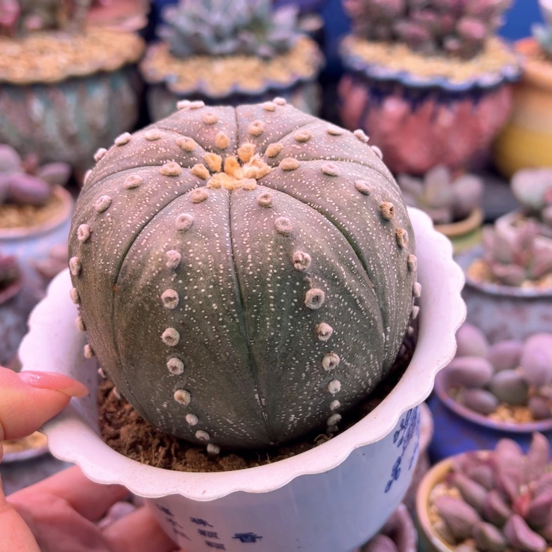 园***丁减卷剩25。