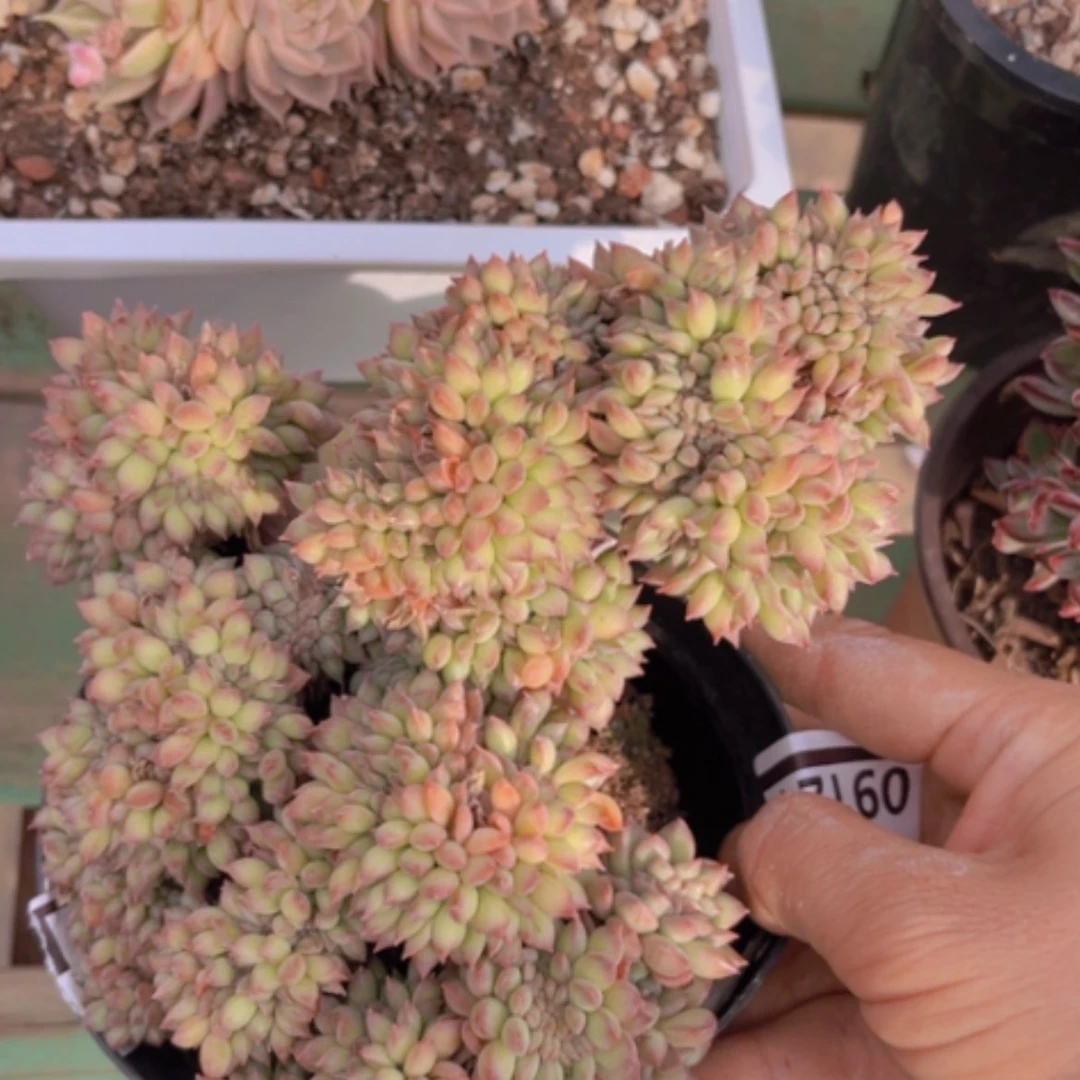 【闪购商品】星际迷航缀09124