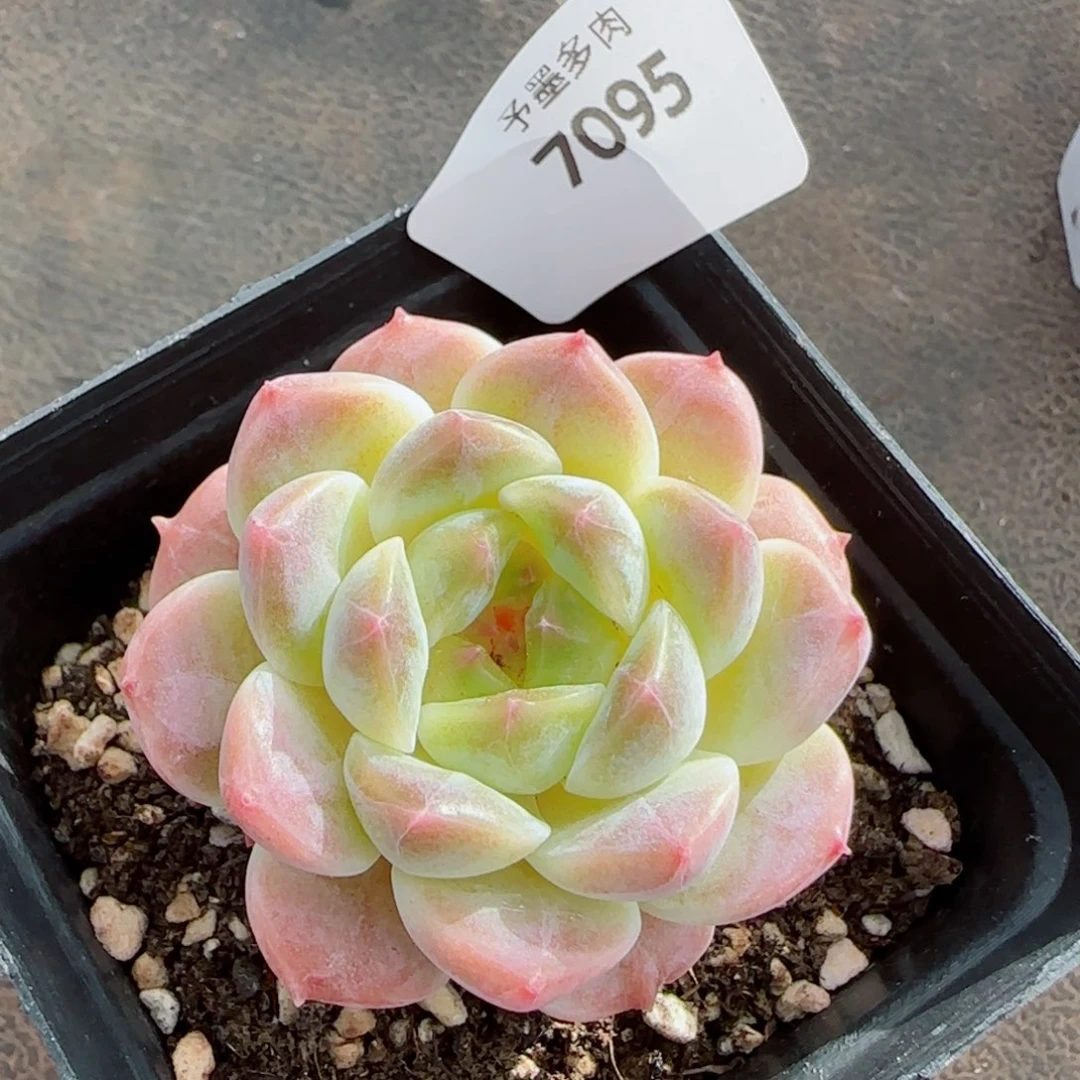 甜橙冰魄，7095多肉植物