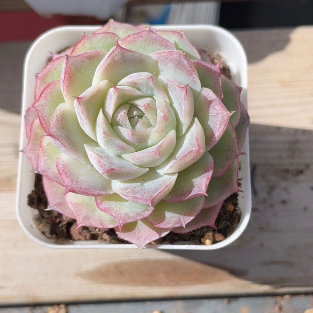 优选紫女王多肉福利1236