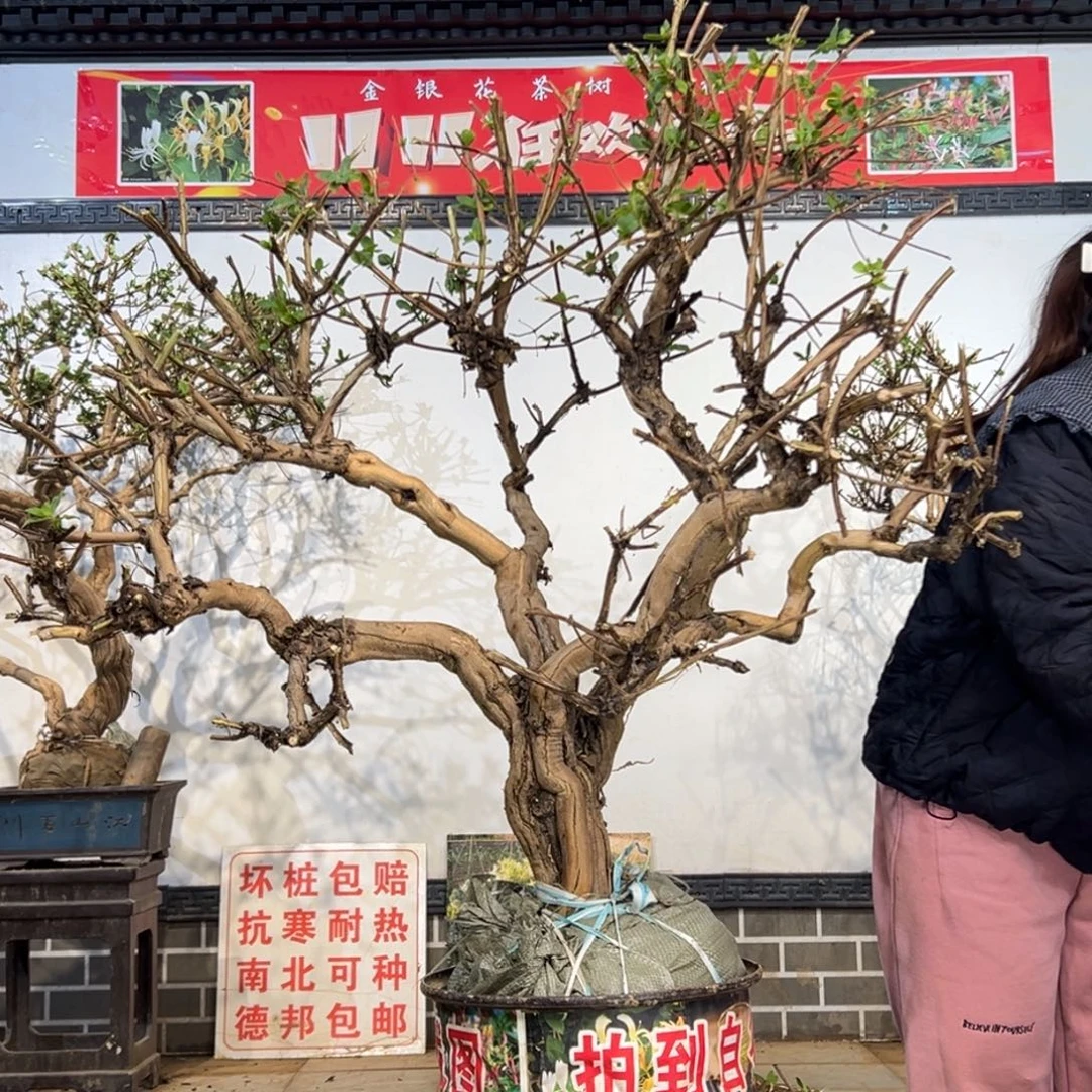 无花朵金银花2558888888