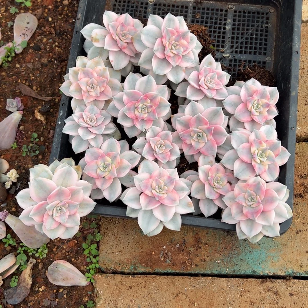 15颗白锦紫乐单头随机发