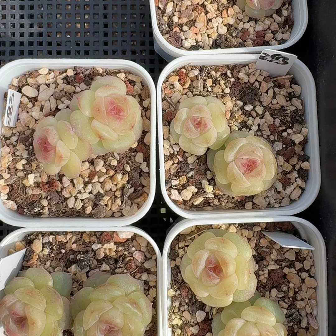 如图白方麦芽83双头随机一颗