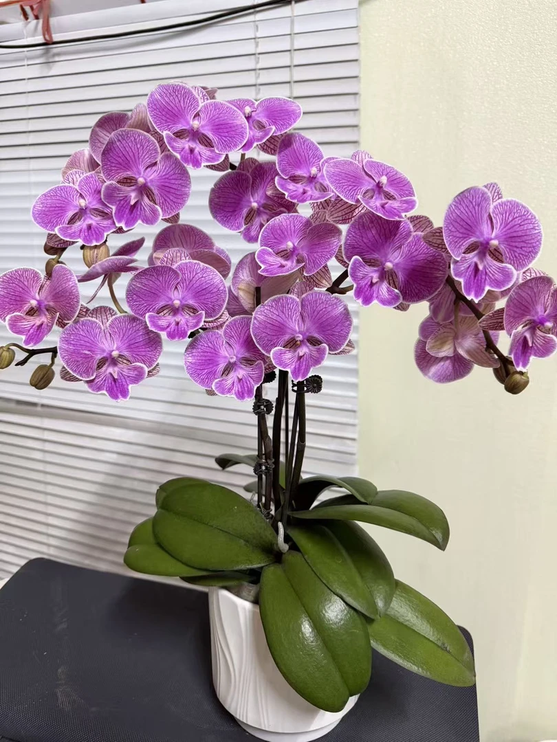 蝴蝶兰【红豆】两苗两花剑大舌头  稀有 欧品  室内花花