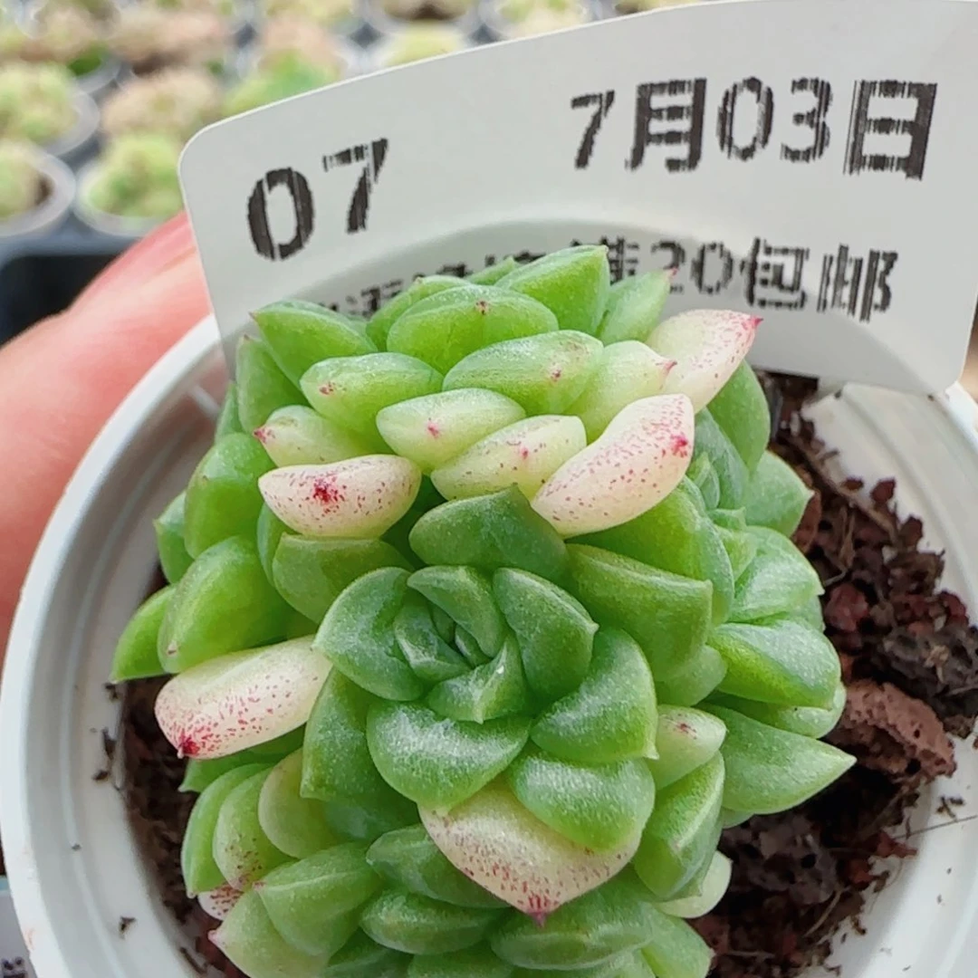 花语逸镜0703-07散麦秆
