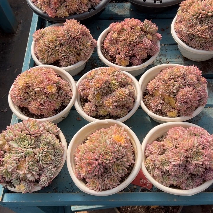 精品多肉植物老桩随机发一棵女雏锦