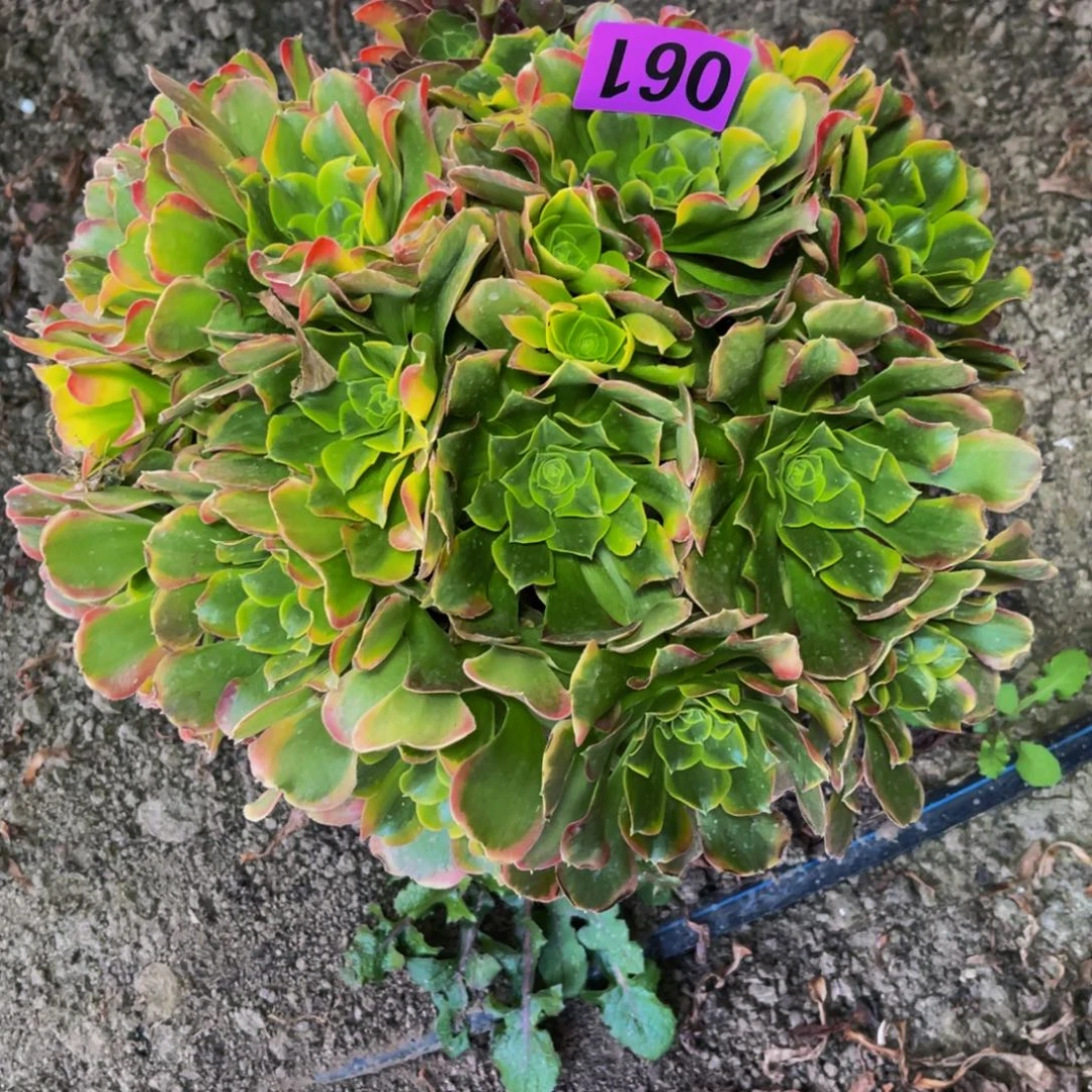 炫彩法师16/////24包邮