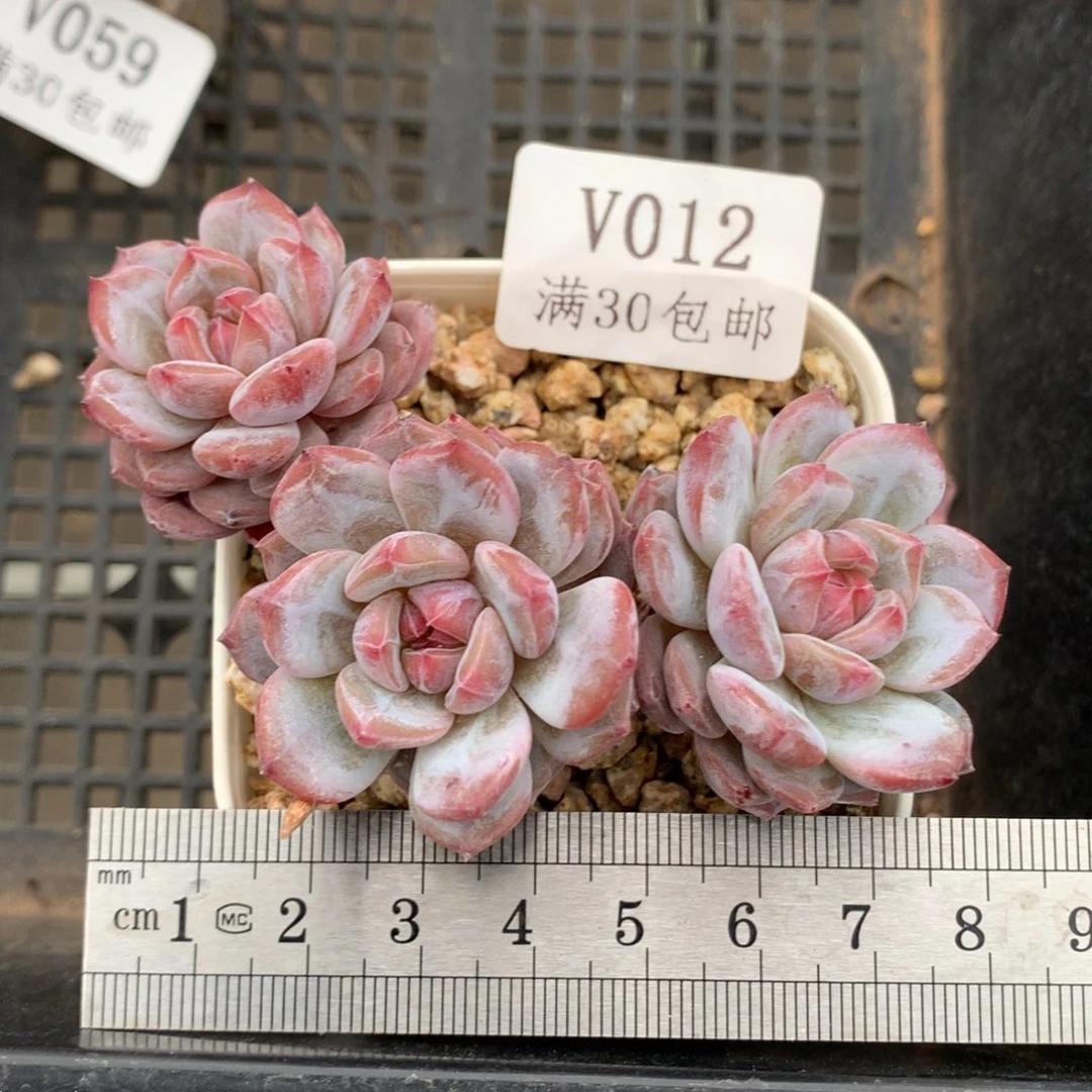 12。玉芙蓉三头小树桩。