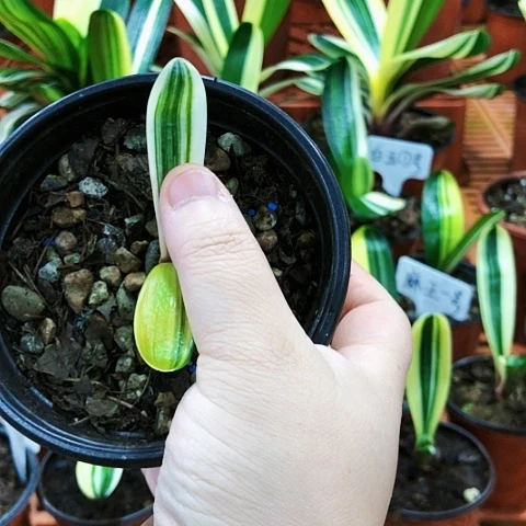 【闪购商品】6****8