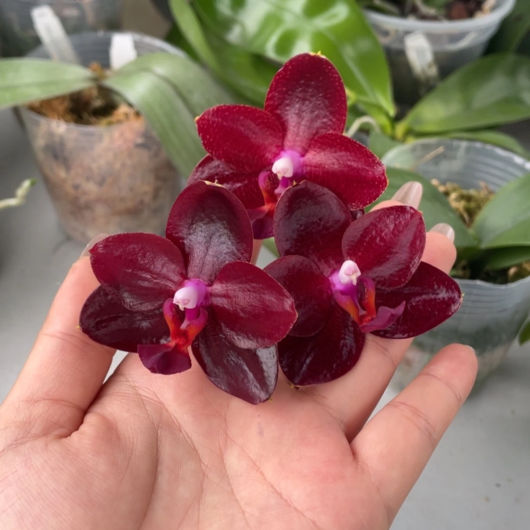 完全开放3.5弥陀国王，有香