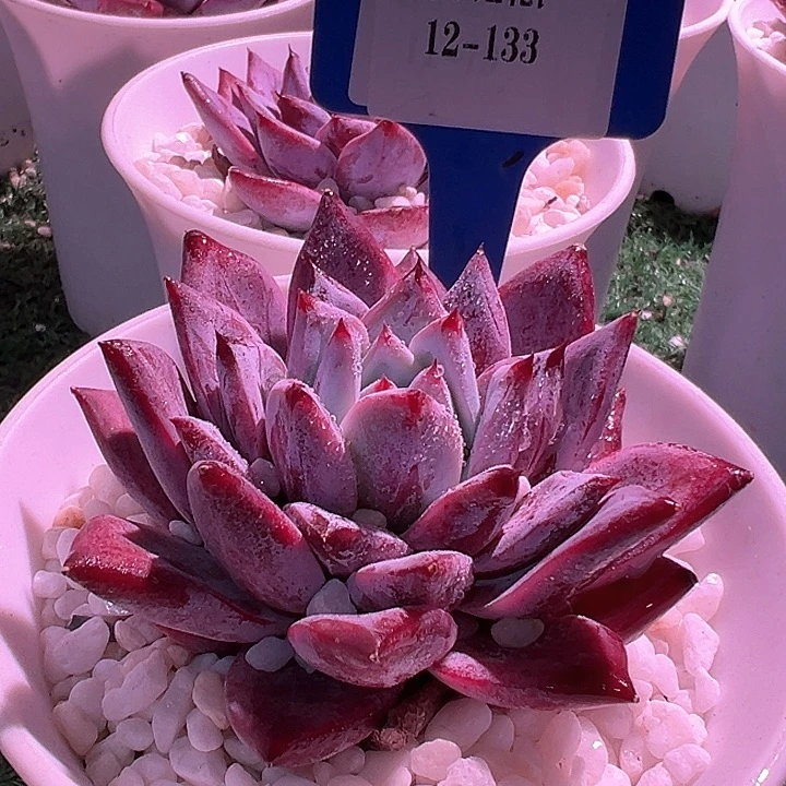 12.133黑天鹅带盆