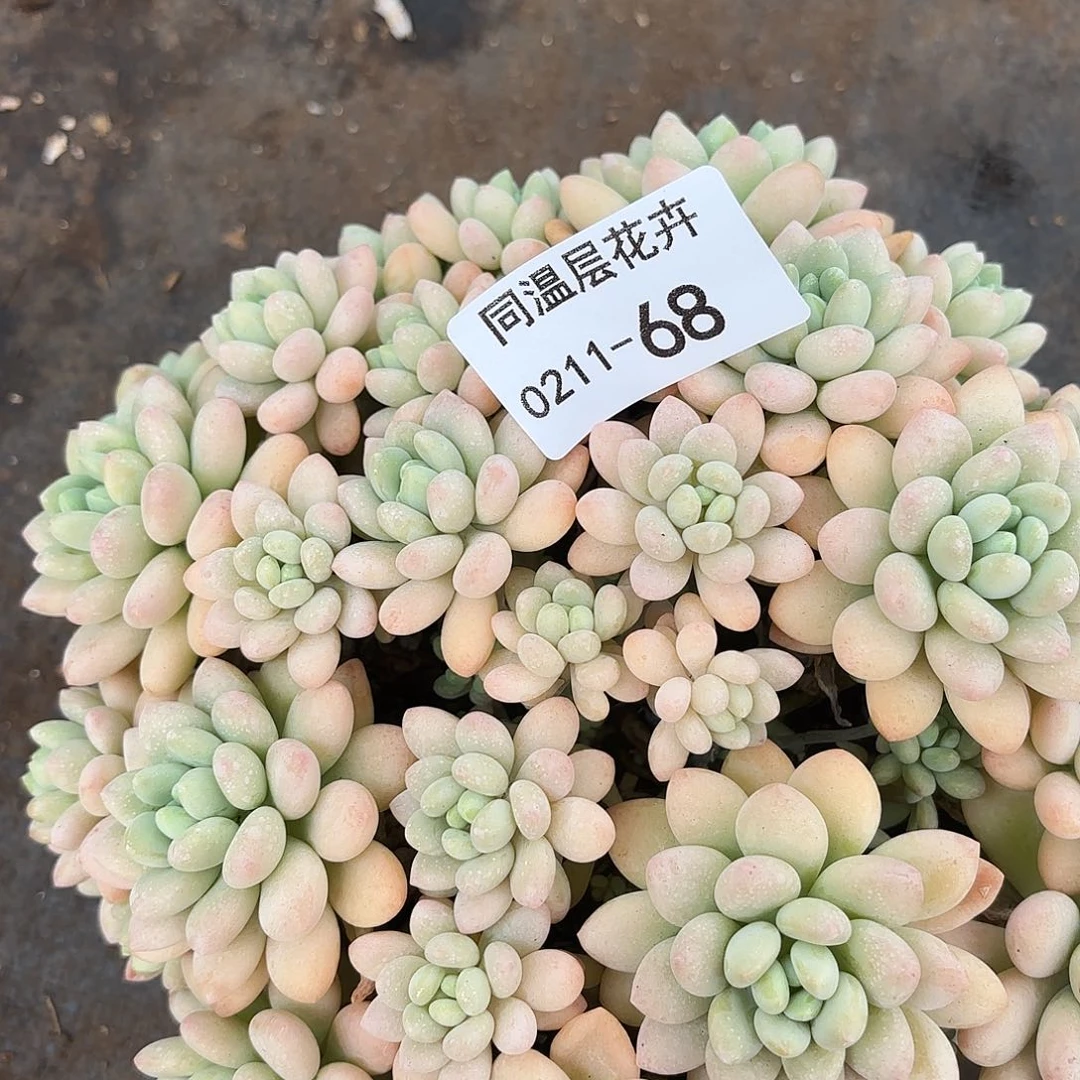 同温层多肉68洛可可
