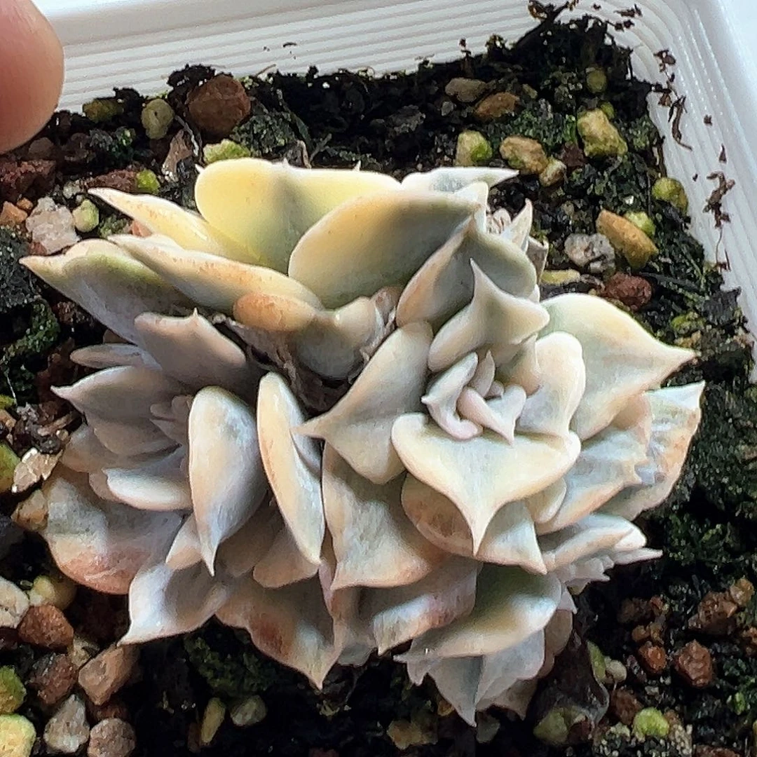 丽娜莲锦 小方花圃一物一拍