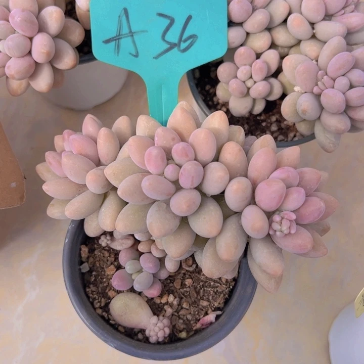 健健康康平平安安