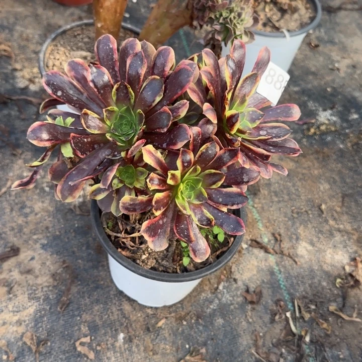 888两单包邮欧嘉莉。