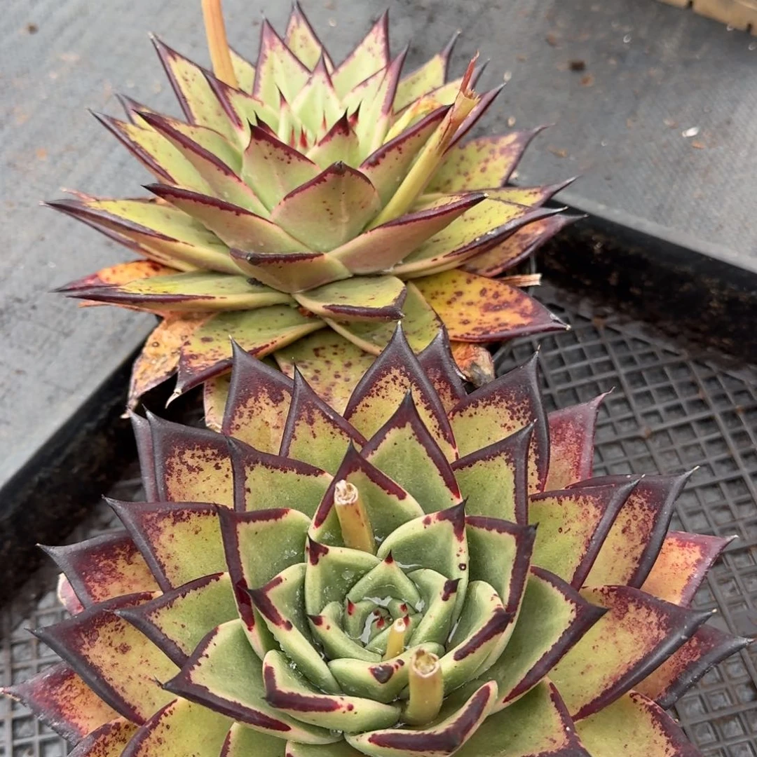 两颗乌木量拍24-22