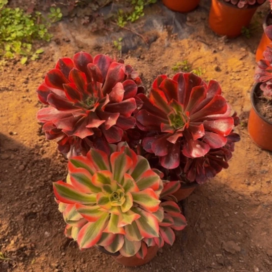 美杜莎2颗3号棚➕粉女1颗14号棚15.8