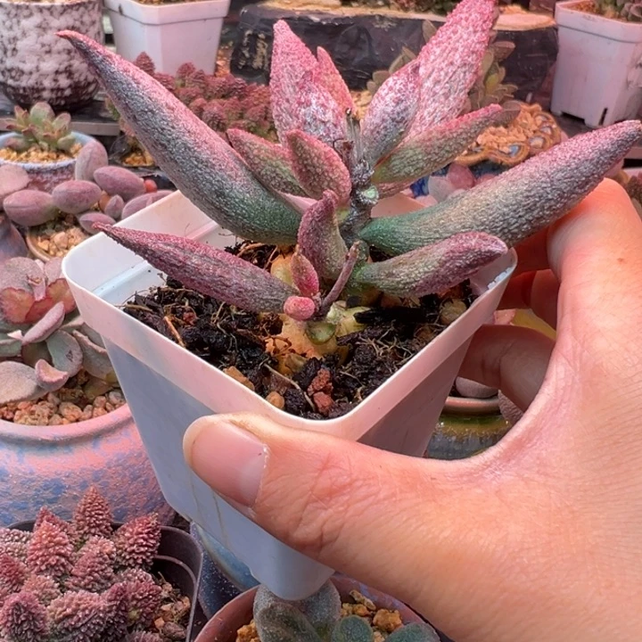 一物一拍，感谢支持