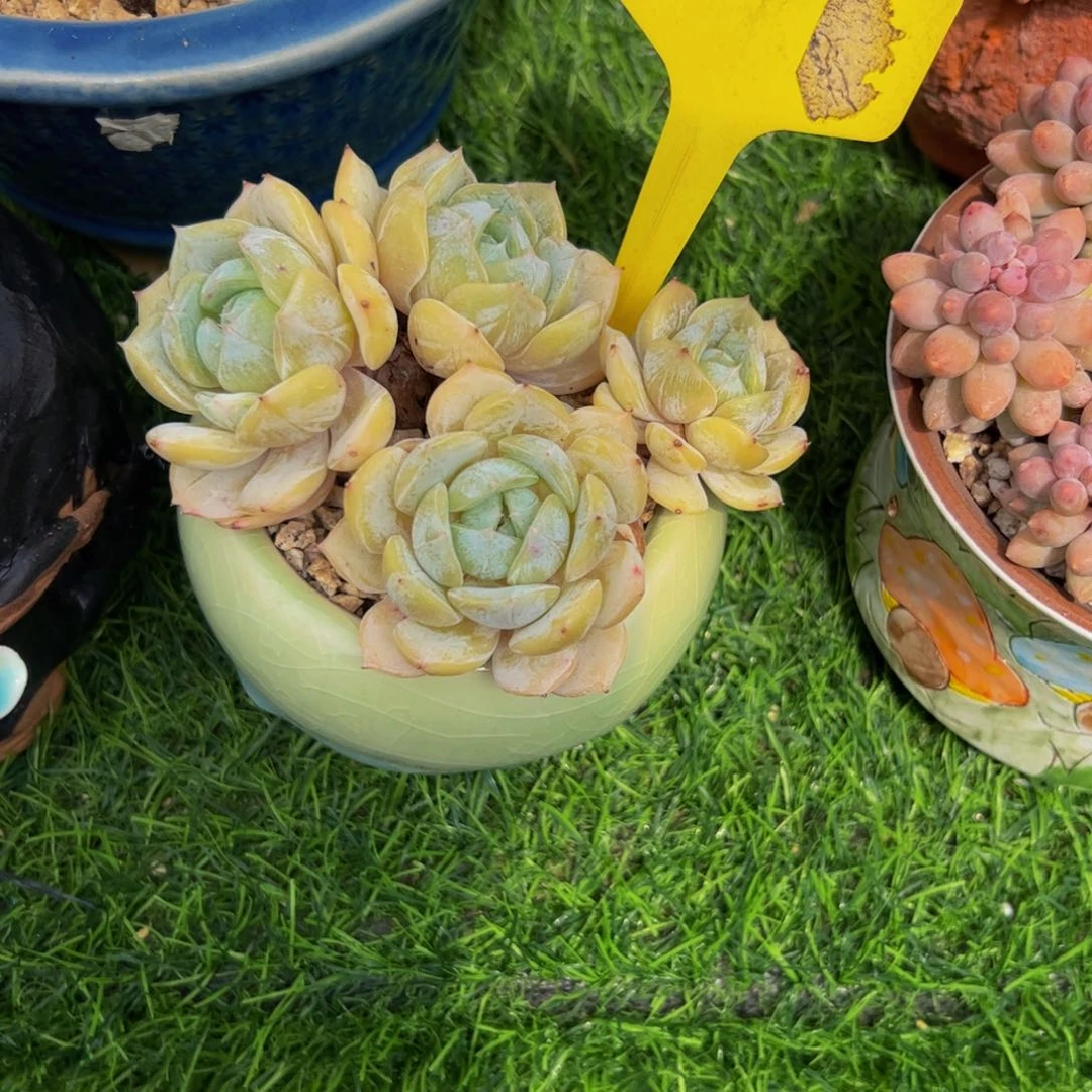 *****小老桩劳林多肉植物