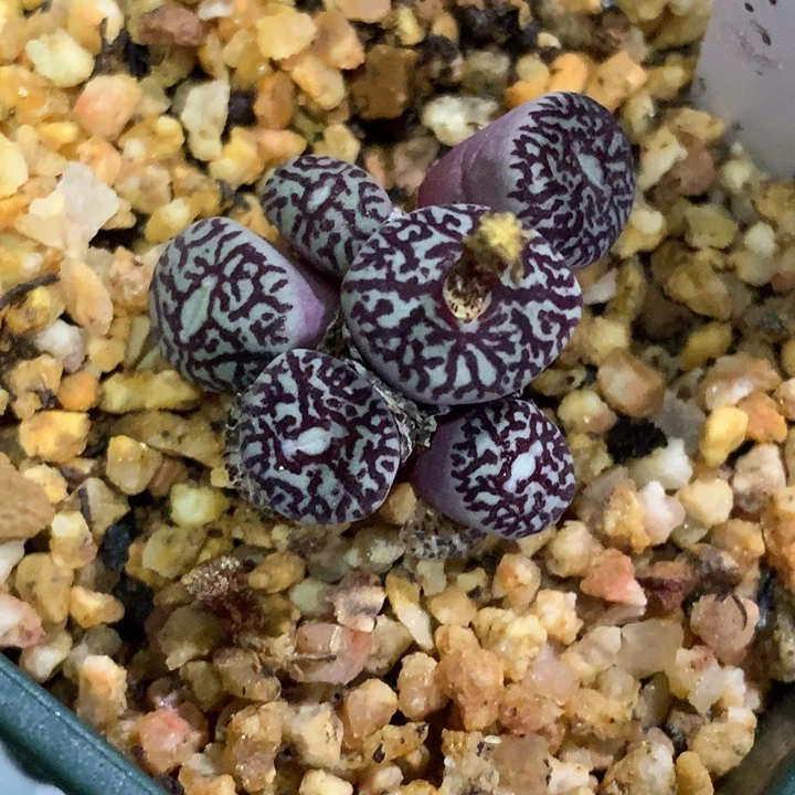 陈*翻精品多肉植物大战僵尸先生