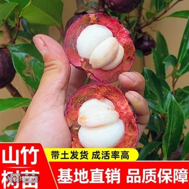 S1原土带枝带叶无籽山竹果树果苗南方北方种植四季盆栽地栽