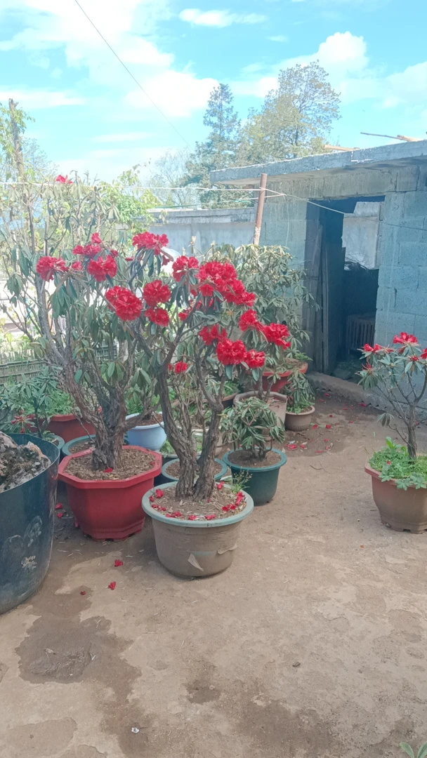 高山杜鹃马嘤花树