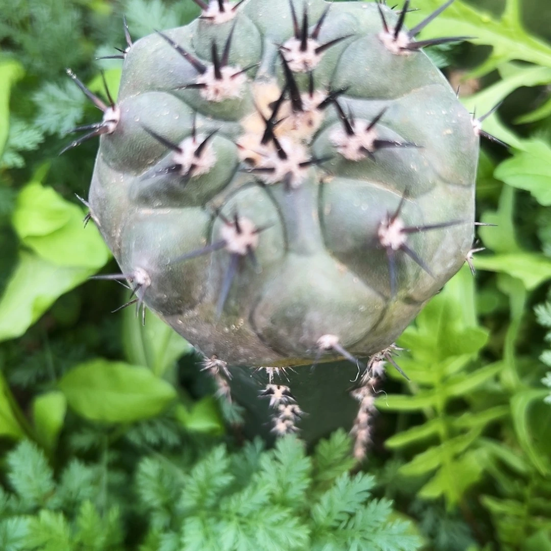 黑王仙人球6666666