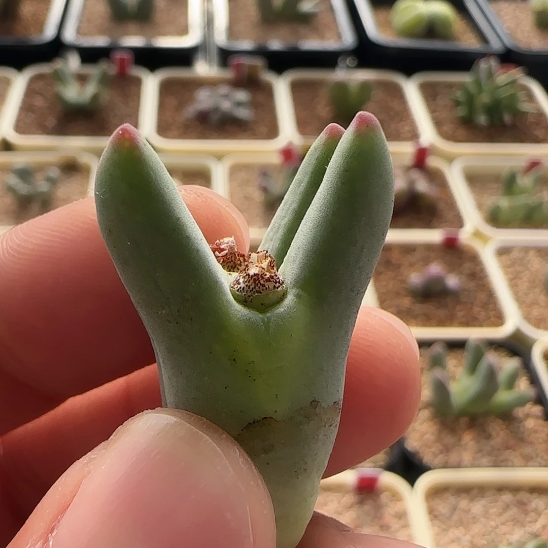 无花朵毛绒皮卡丘…..