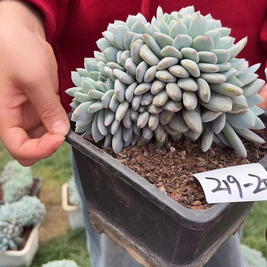 219-20橙子缀叶插多肉