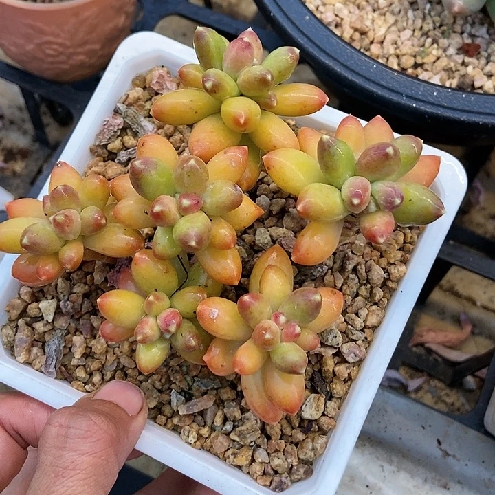 嘎*多肉植物一物一拍