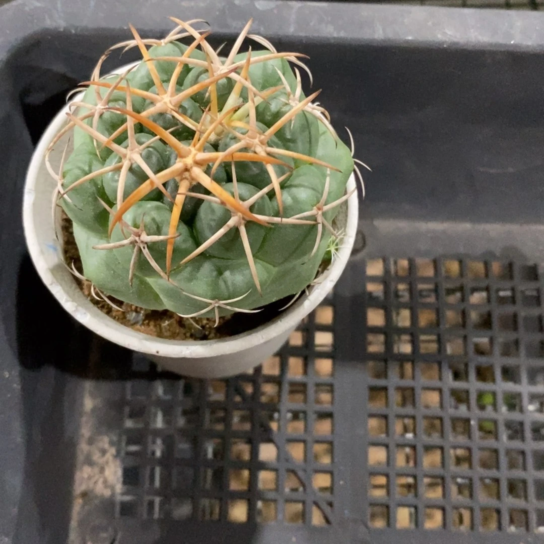 巨*子仙人球 安宅象牙5cm
