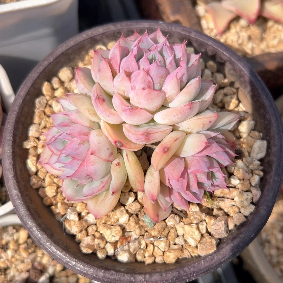 侧影（满38包邮）多肉