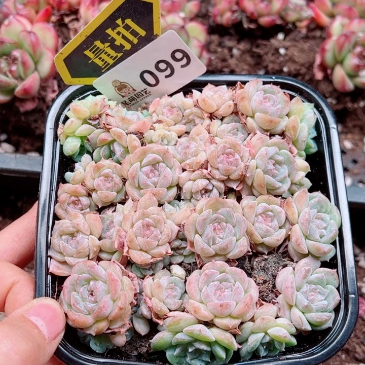 多肉植物多肉植物