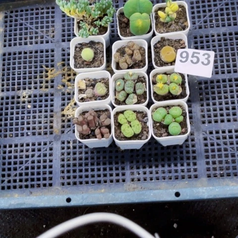 953肉缀小盆一物一图如图