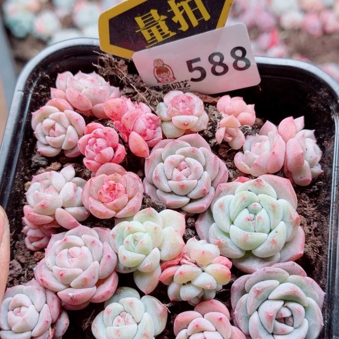 多肉植物多肉植物