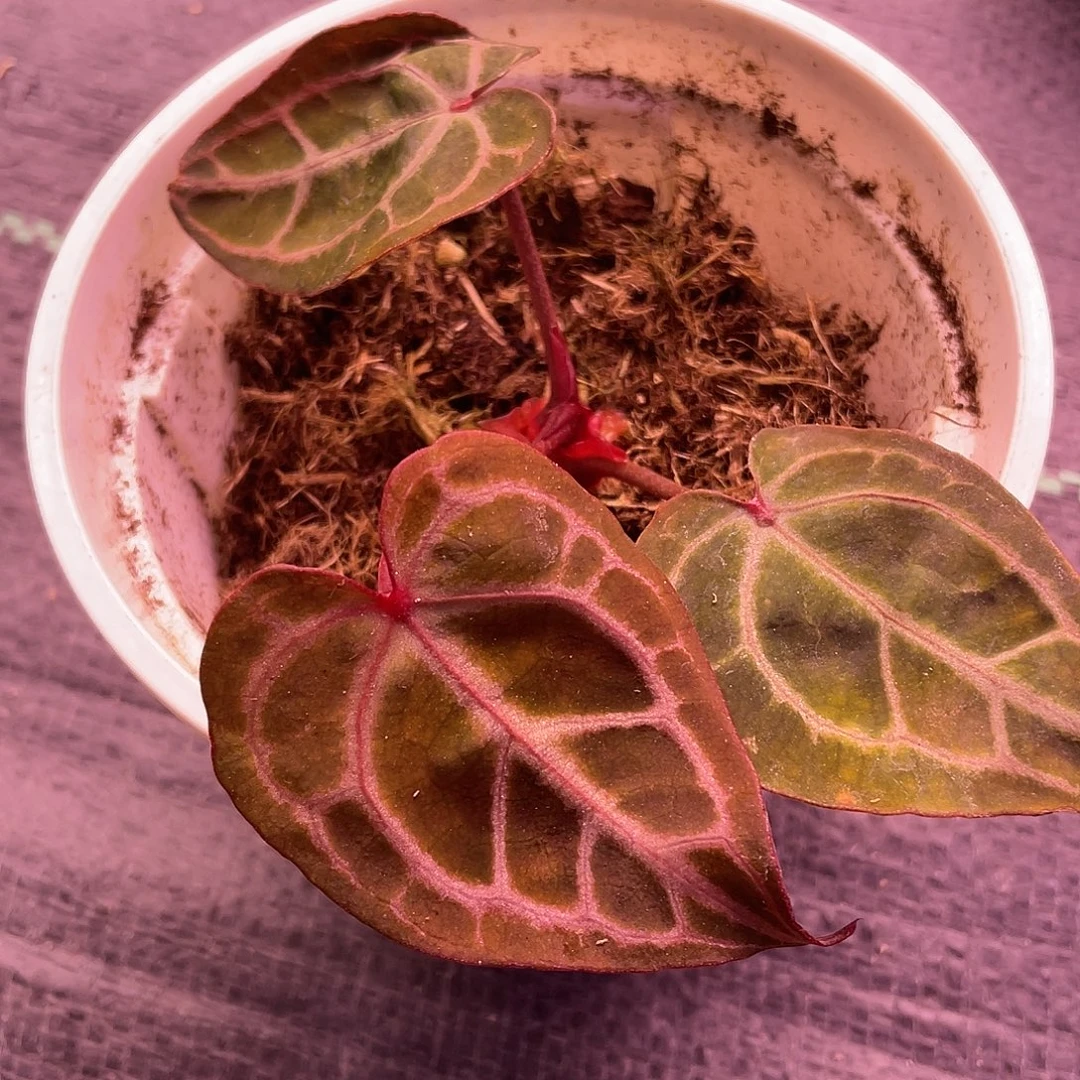 完全开放红水晶11111