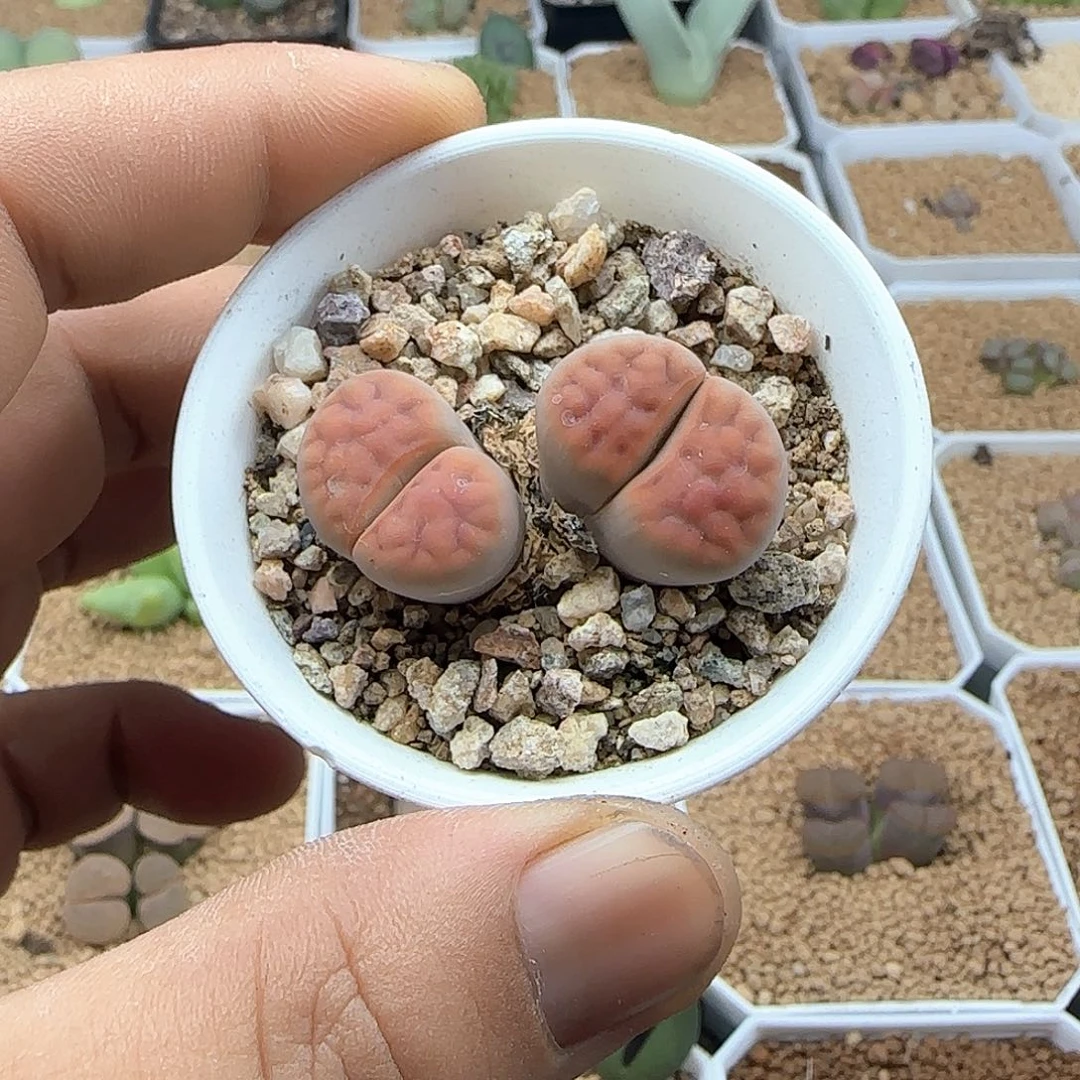 桃***啊哈哈哈哈哈哈41475