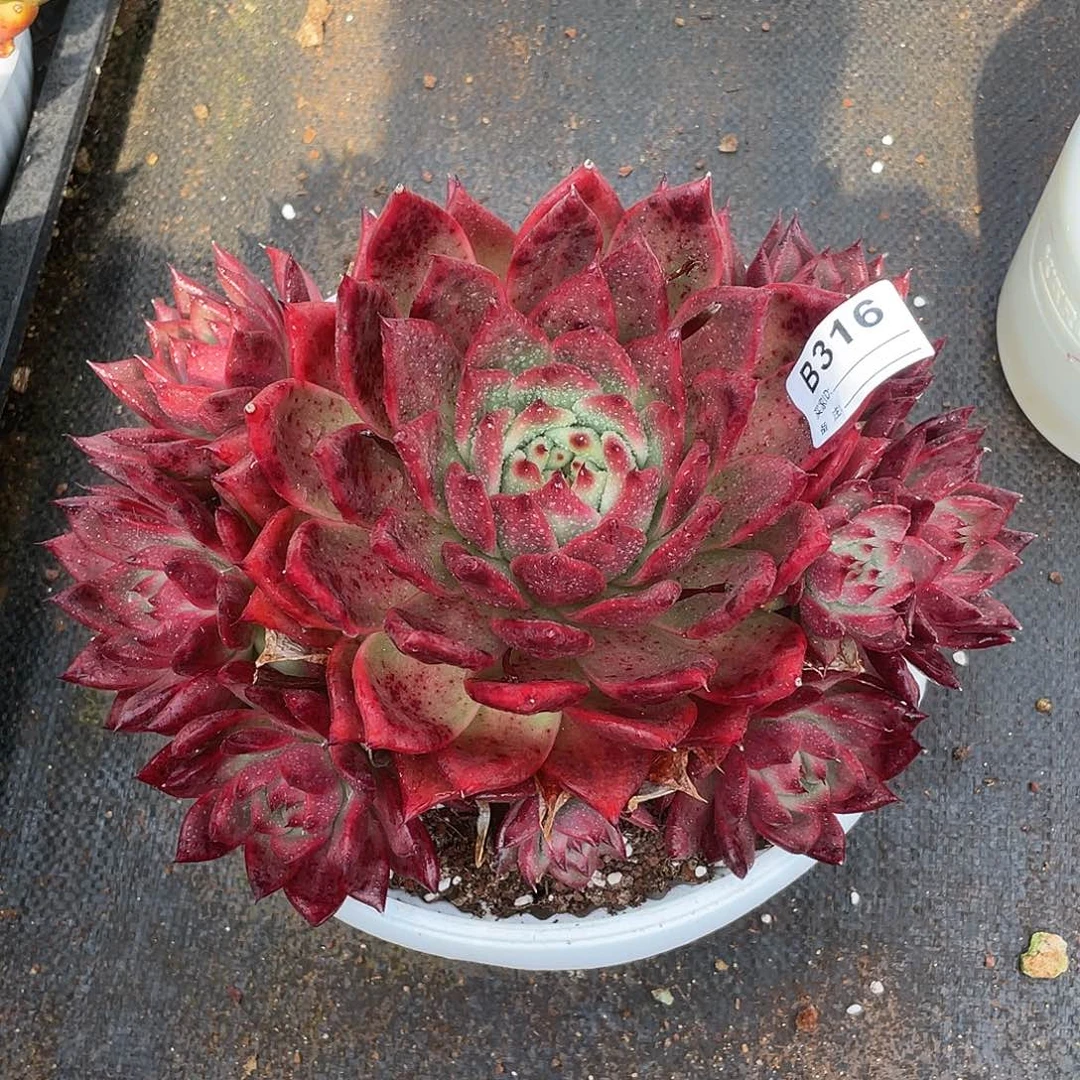 若如东云单拍B316