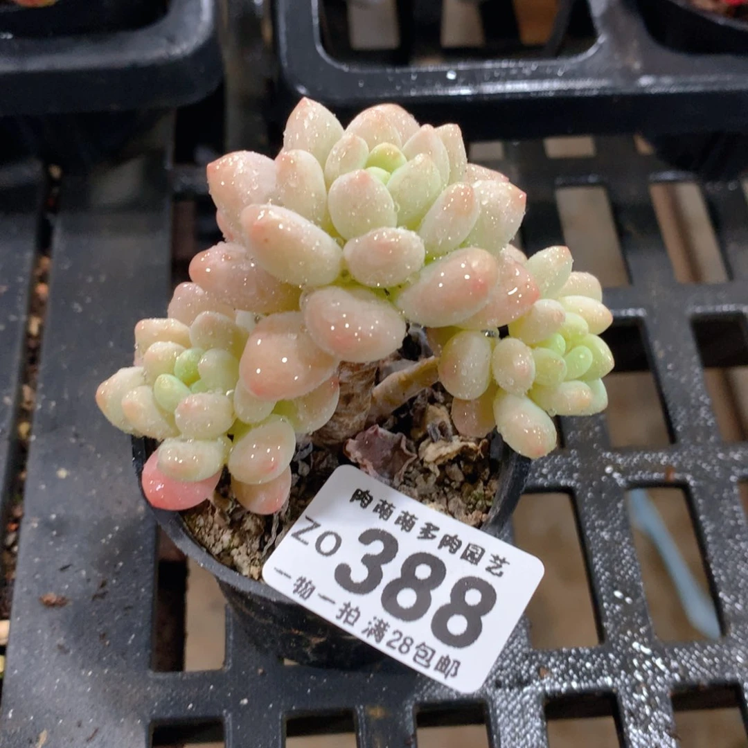 肉萌萌拇指盆精控多肉ZO388