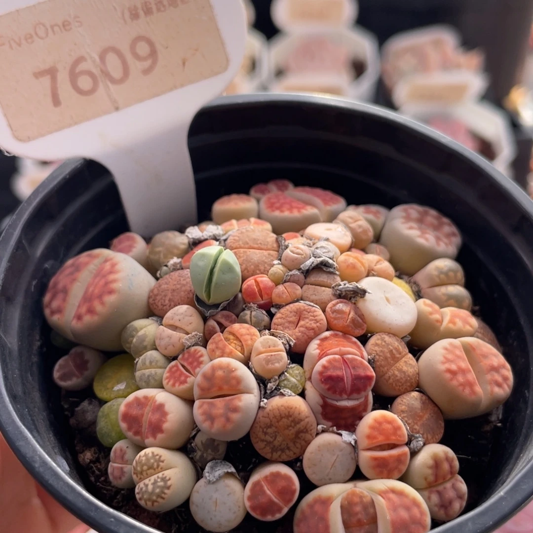 生石花7609-7.5厘米