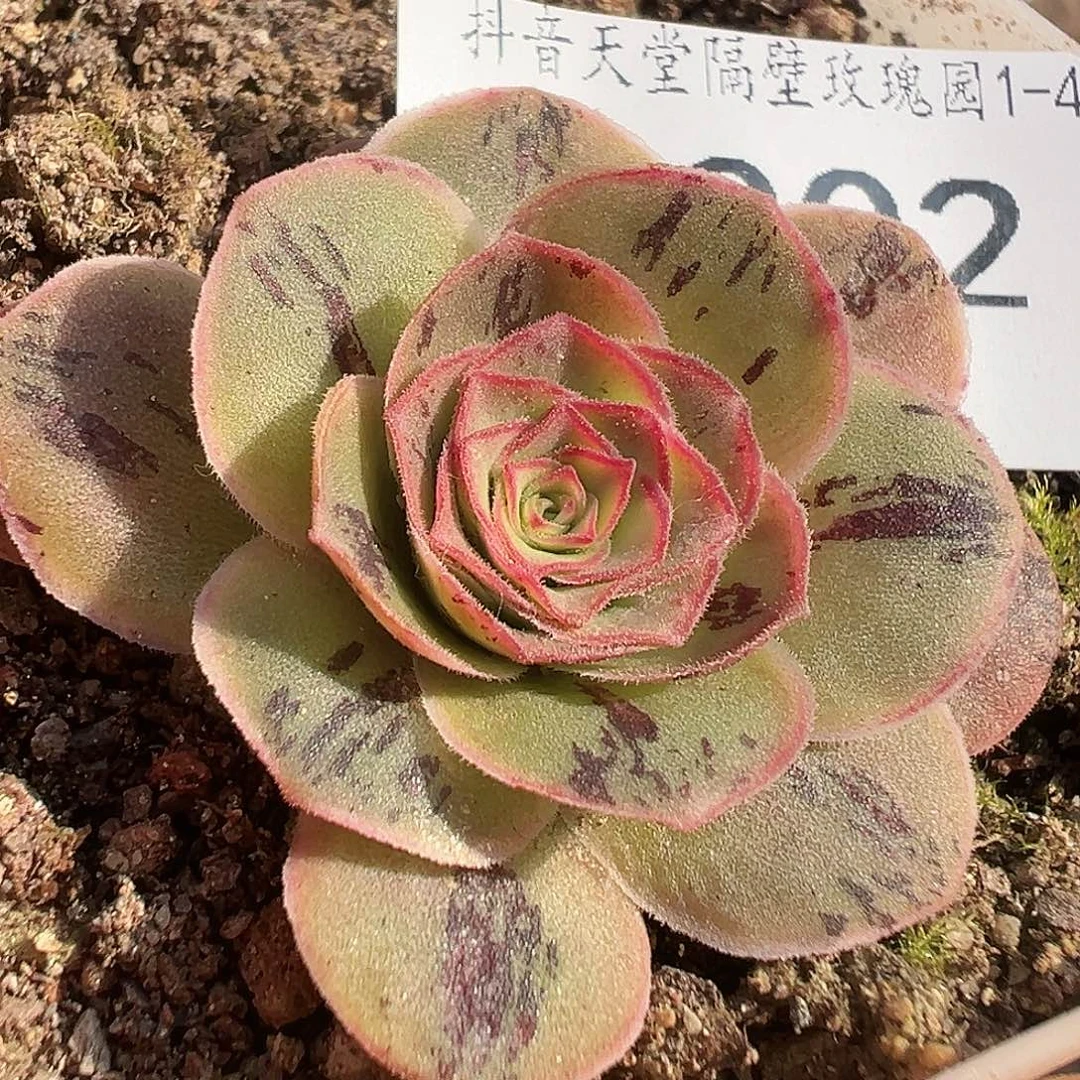 糖糖002 花园彩虹之翼x花园各种至爱 开播福利