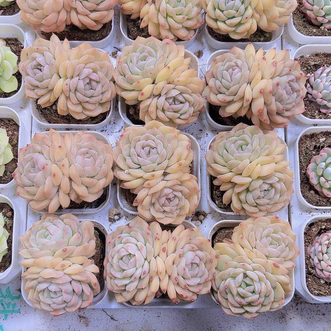 双头黄体纯情19包邮