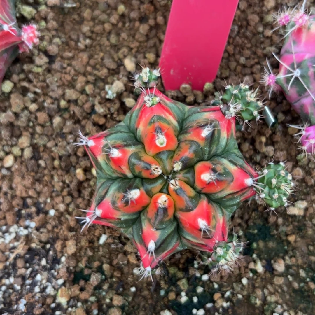 L538-1213泰国发货 t3