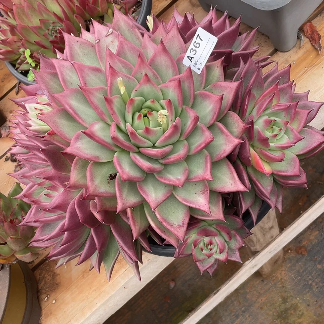 若如东云单拍A367（物流到付）