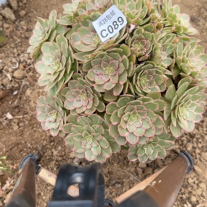 089 多肉植物不包断枝
