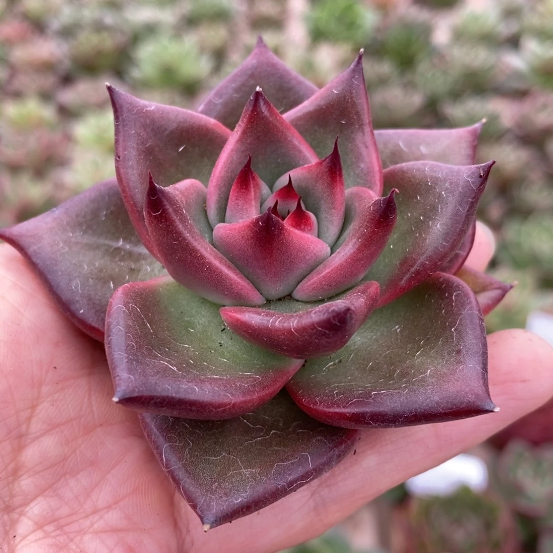 无花朵171号东云系多肉植物