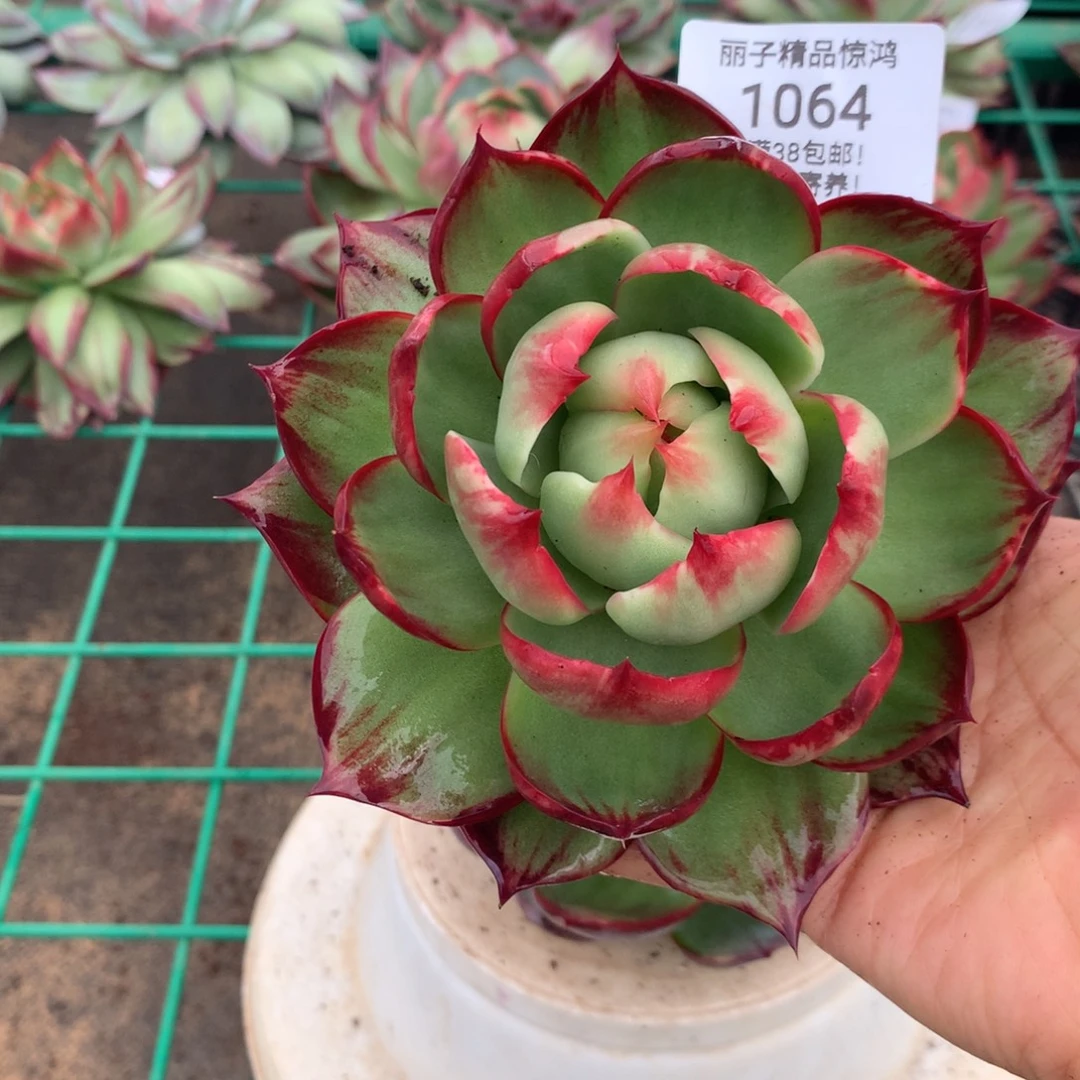 杨***扬1064多肉植物惊鸿13