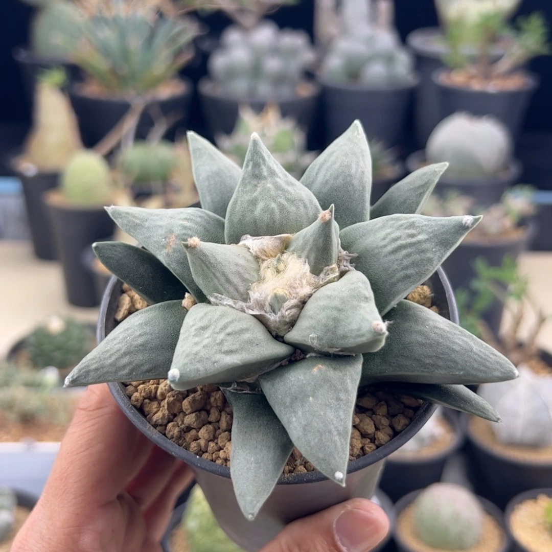 实生牡丹10+一物一拍